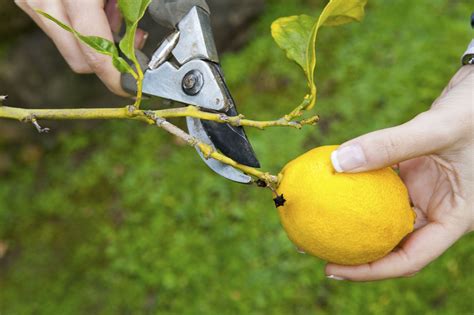 レモン 剪定 どこを切る - レモンの木の剪定は、果実の味を変える魔法の儀式か？